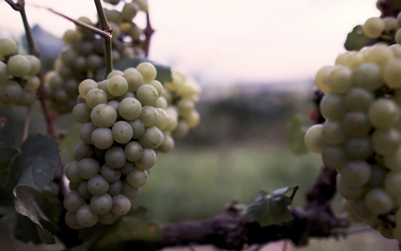 Called to Bear Abundant Fruit